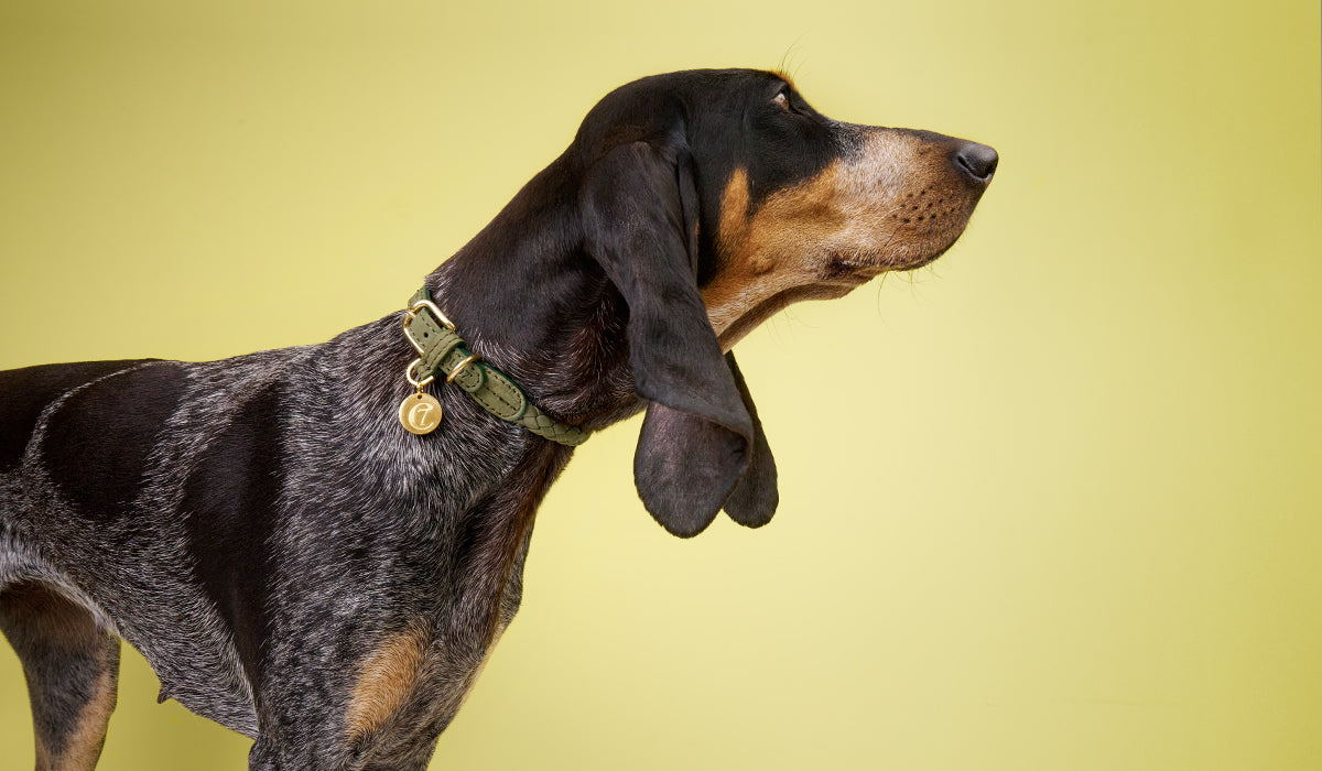 SO FINDEST DU DAS PASSENDE HALSBAND FR DEINEN HUND
