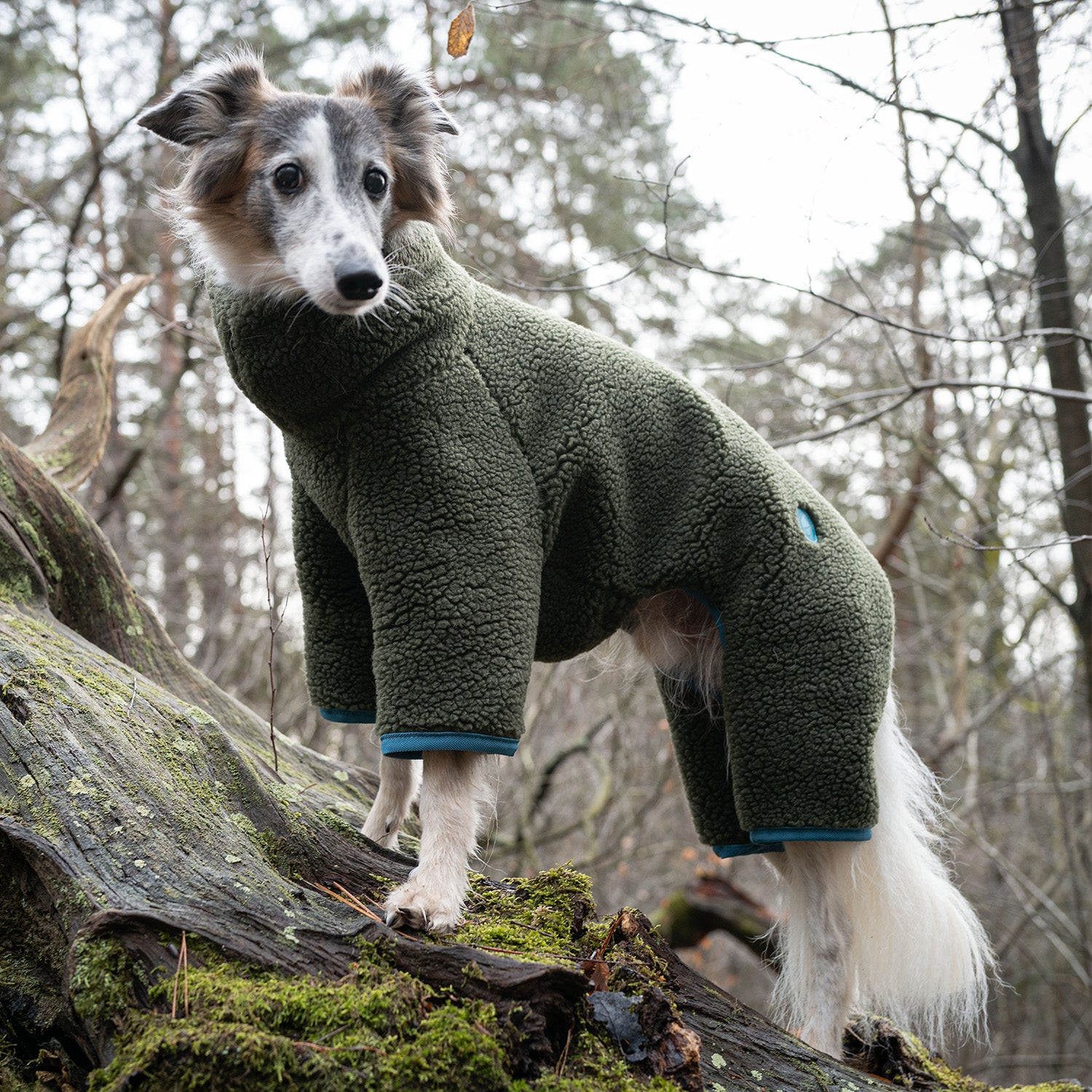 CLOUD7 Dog wearing Sweater Cornwall in colour Olive Green