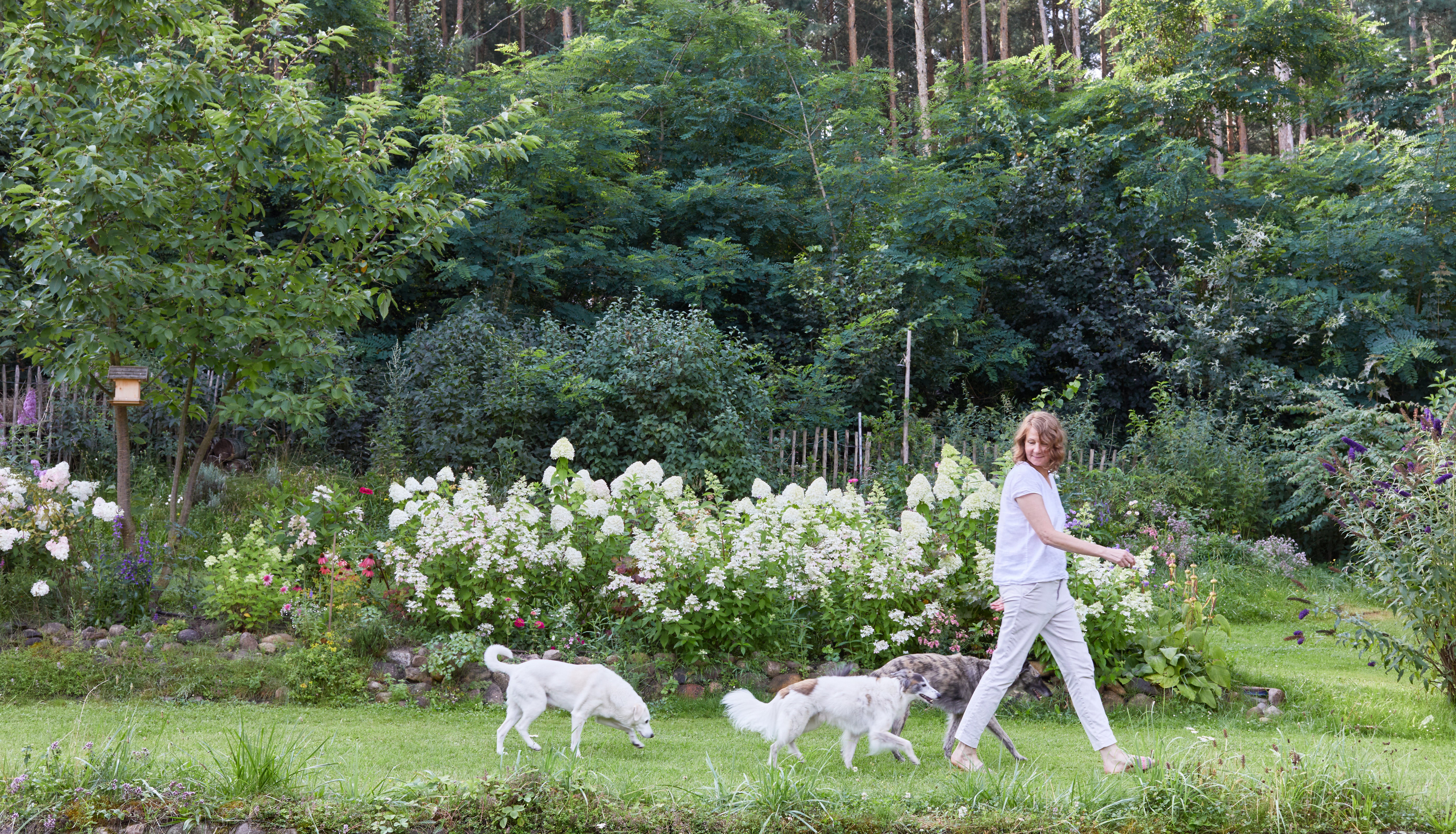 Cloud7 founder Petra Jungebluth pictured walking in her garden with her three dogs Matti, Freddie and Otto