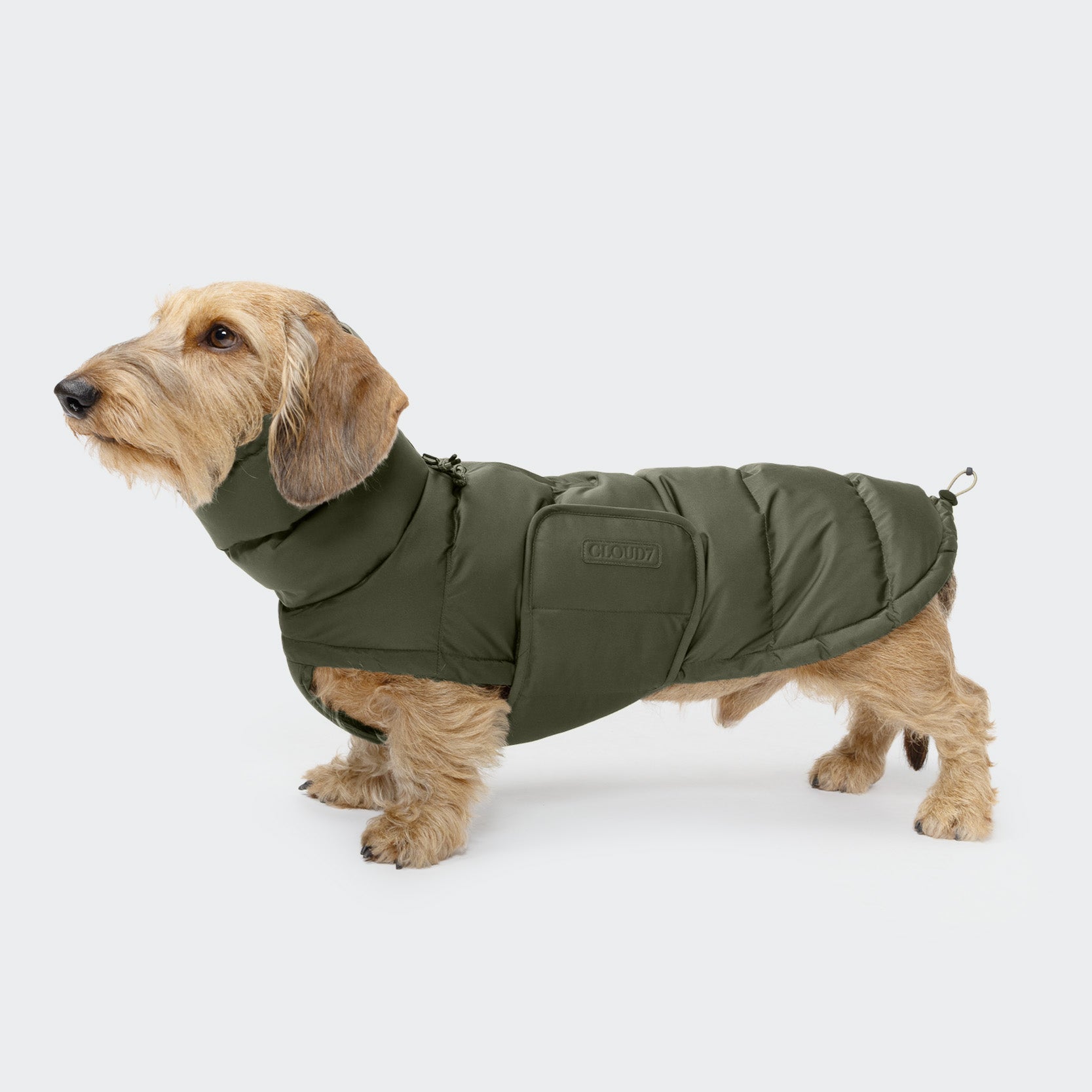 Dachshund Coat Alaska Light Olive