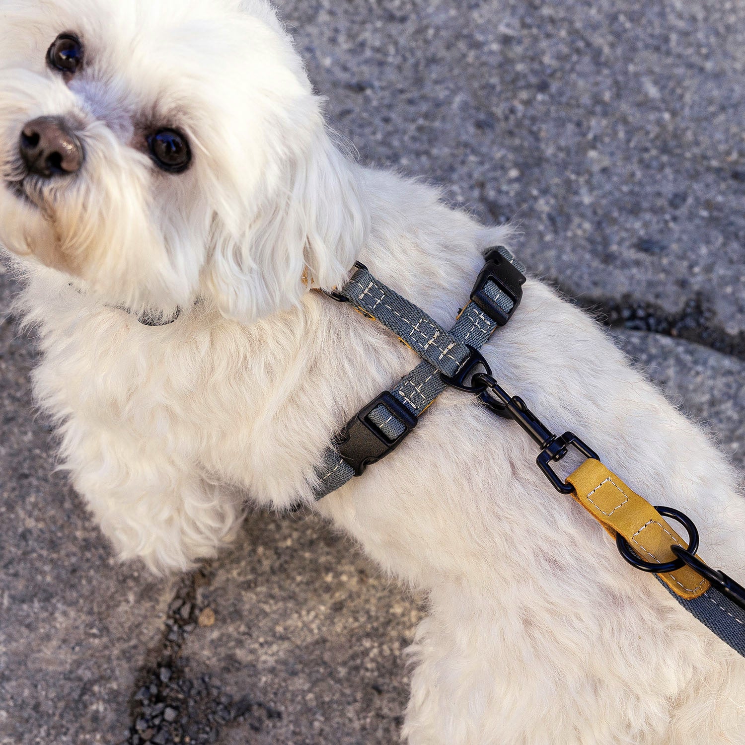Small dog wearing harness Madeira