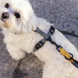 Small dog wearing harness Madeira