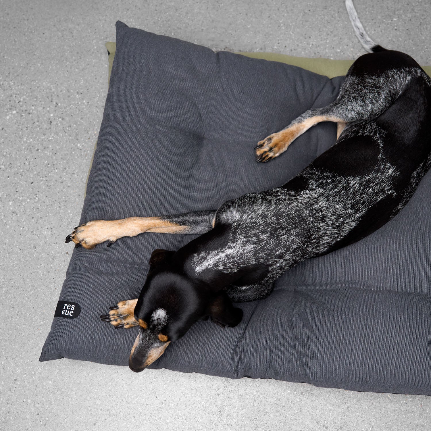 dog sleeping on resc7ue cusion bed in dark grey