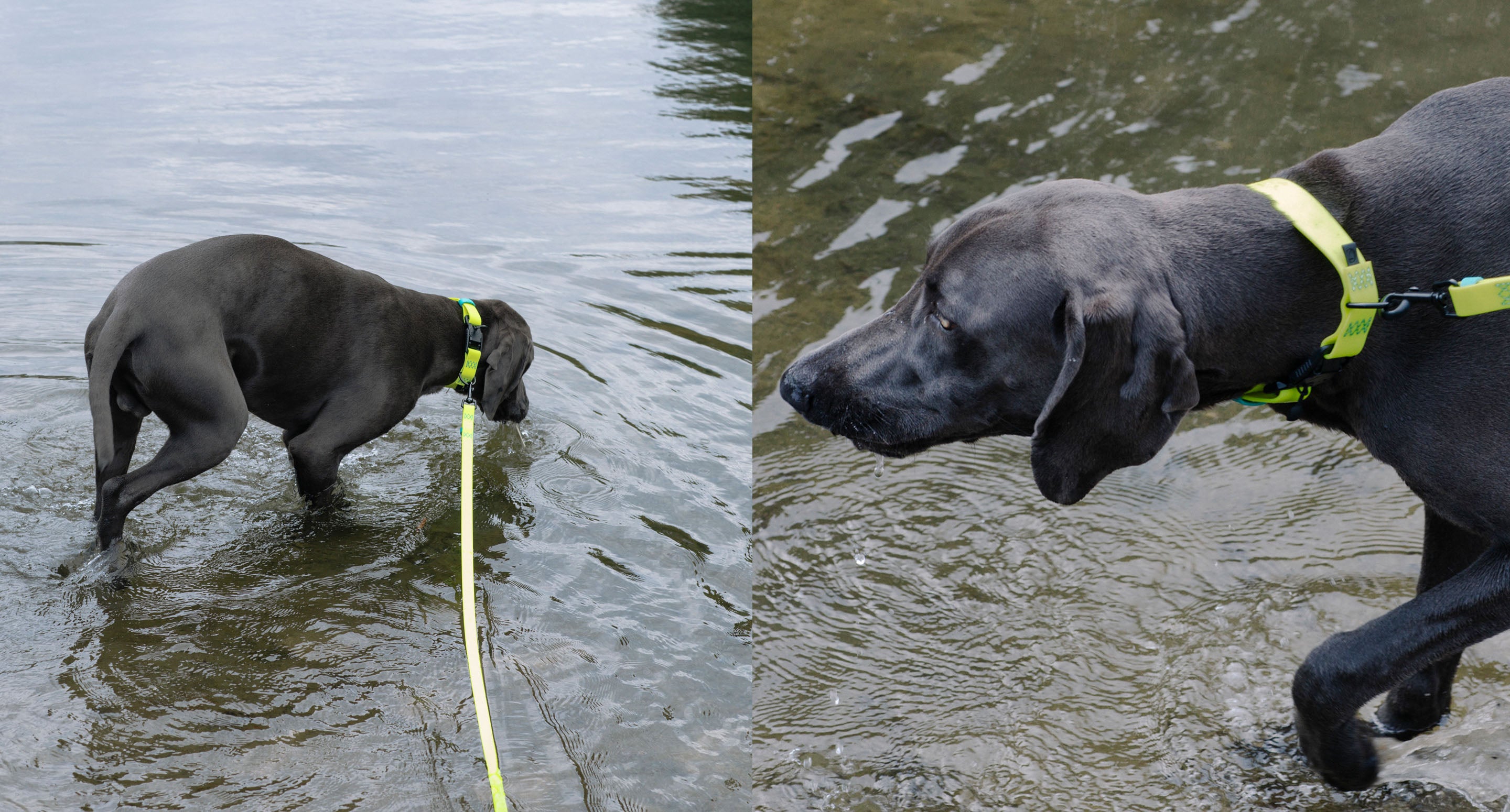 Black Dog wearing neon yellow Biothane Collar & Leash