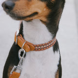 Dog Collar Prater Sunset