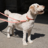 Dog Leash Tiergarten Peach