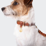 Hundehalsband Hyde Park Cognac