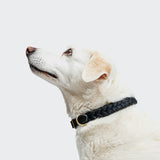Dog Collar Central Park Black Gold