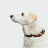 Dog Collar Central Park Saddle Brown Gold