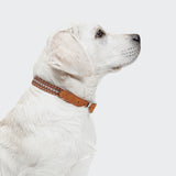 Dog Collar Prater Sunset