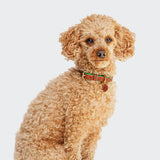 Dog Collar Prince Park Cognac/Green
