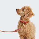 Hundehalsband Prince Park Cognac/Pink