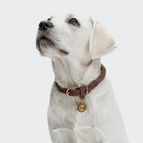 Dog Collar Ravello Hazel