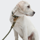 Dog Leash Ravello Moss