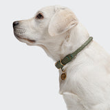 Dog Collar Ravello Moss