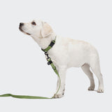 Nylon Dog Leash RESC7UE Green