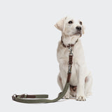 Dog Leash Tivoli Olive