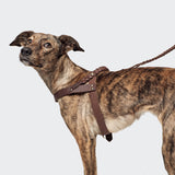 Dog Harness Central Park Saddle Brown Gold