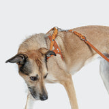 Harness Central Park Camel Silver