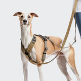 L-1 Hands-Free Leash AKTIV Khaki/Grey