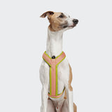 Y-1 Geschirr AKTIV Air-Mesh Peach