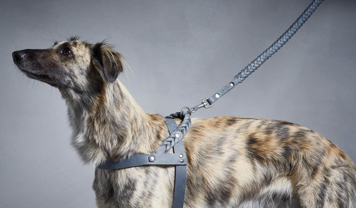 Dog wearing leather ''central park'' harness and leash