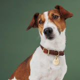 Hundehalsband Riverlino Camel Gold