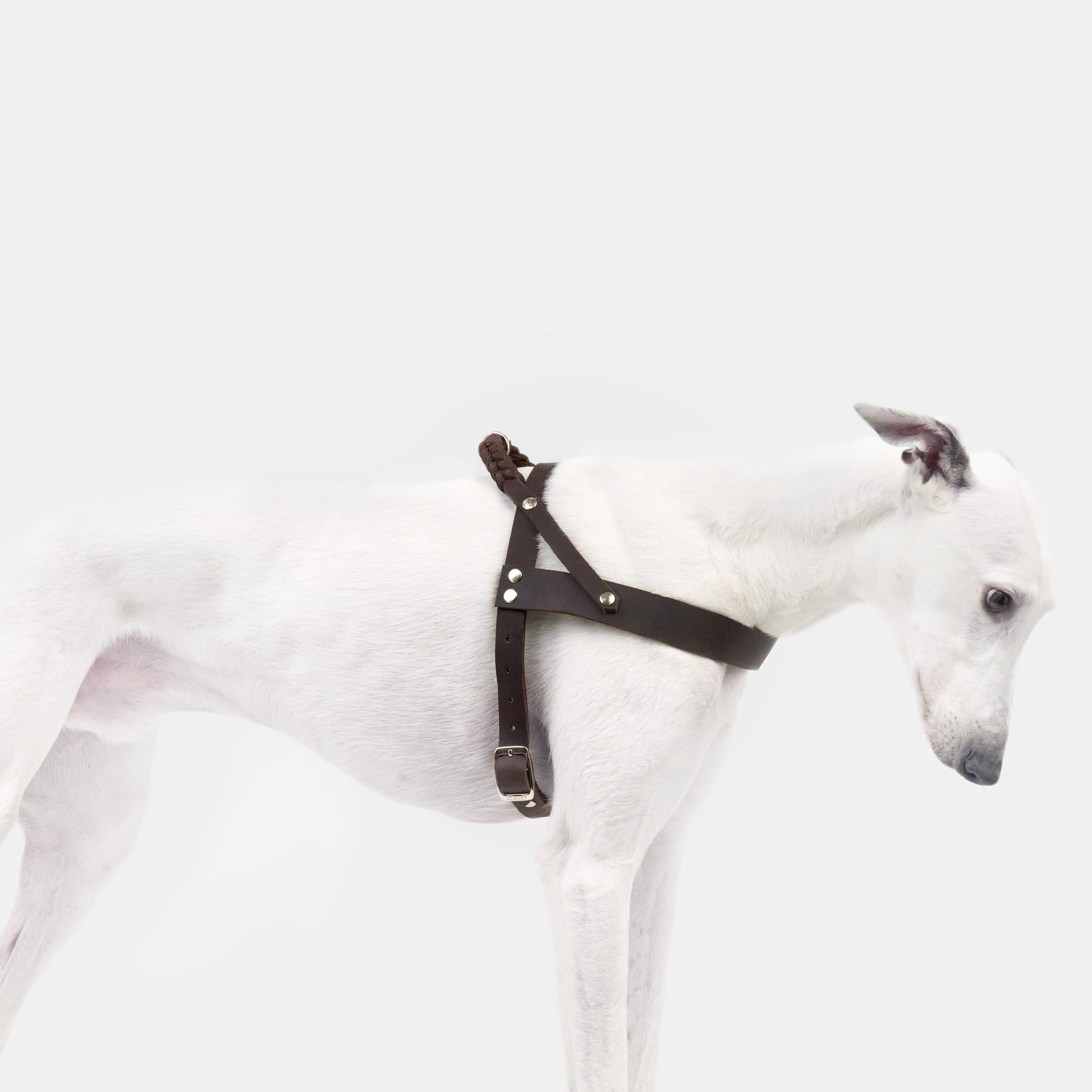 Hundegeschirr Central Park Saddle Brown Silver
