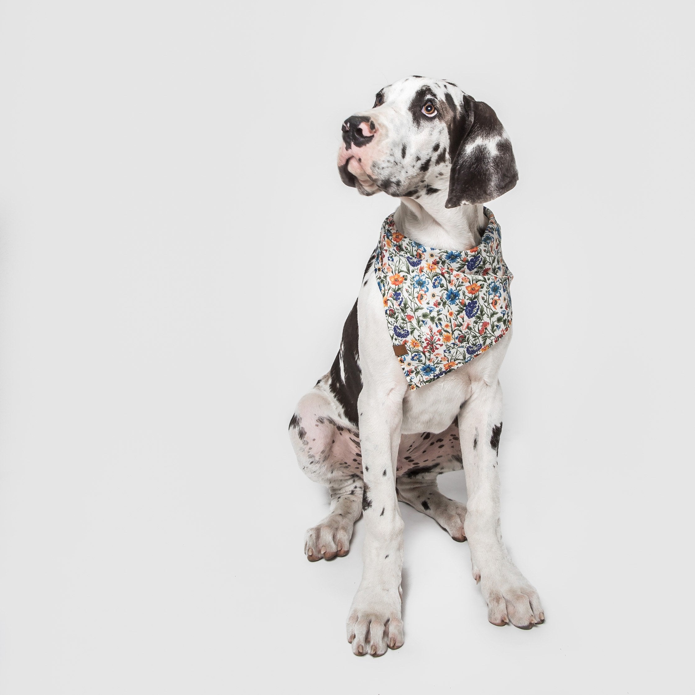 Dog wearing Cloud7 fabric Bandana Cornfield with cornflower pattern