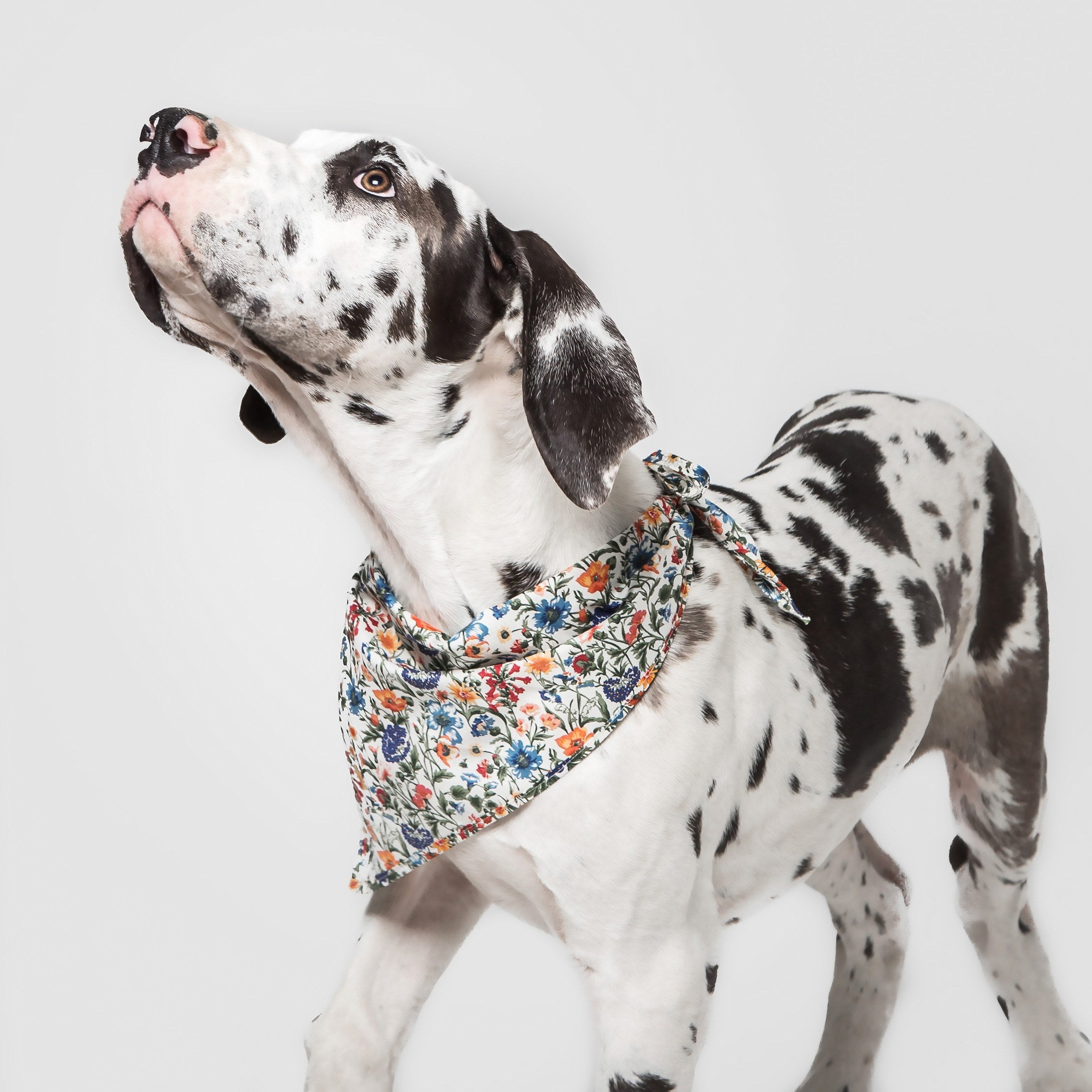 Dog wearing Cloud7 fabric Bandana Cornfield with cornflower pattern
