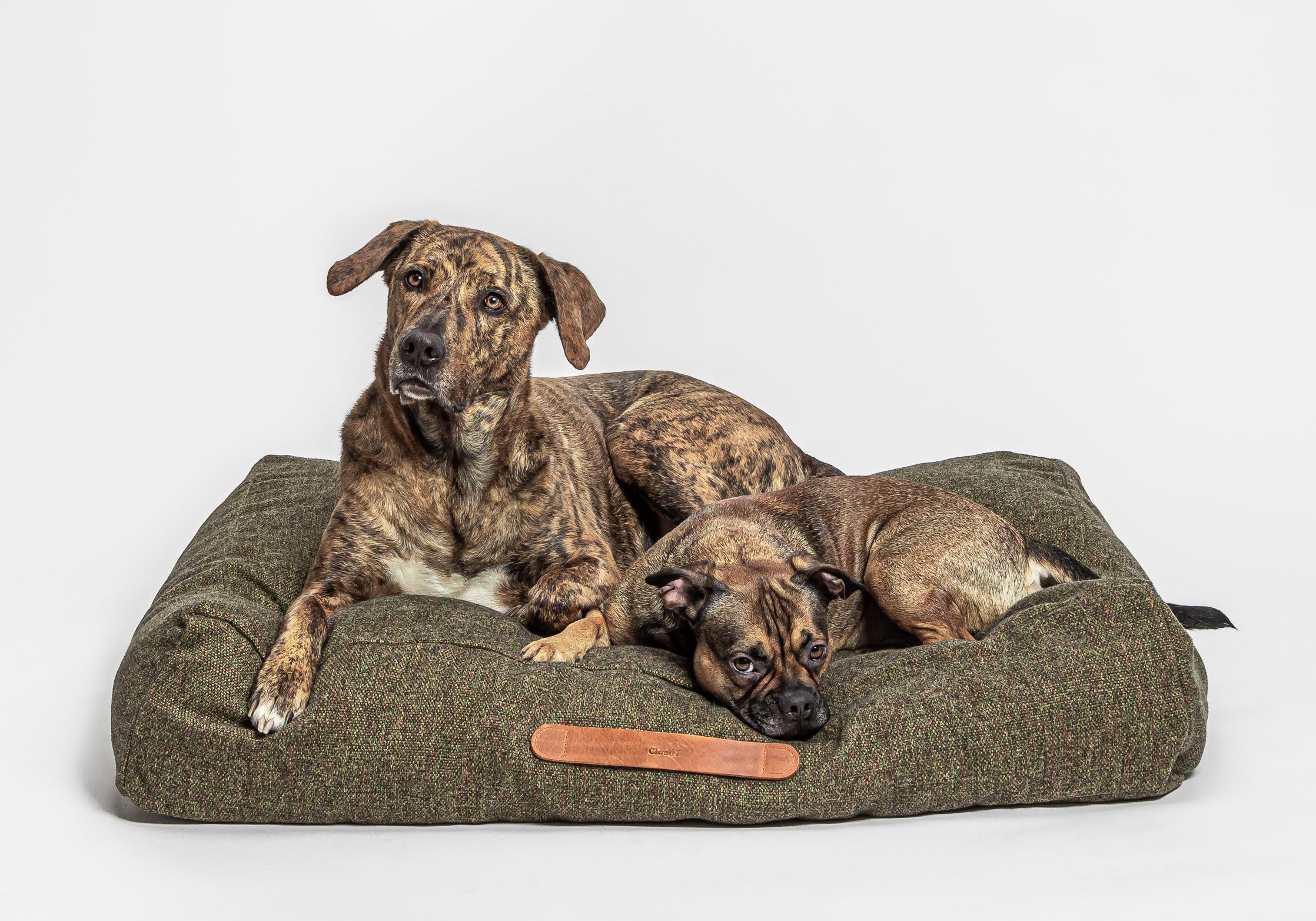 Ridgeback und Französische Bulldogge auf großem Hundebett