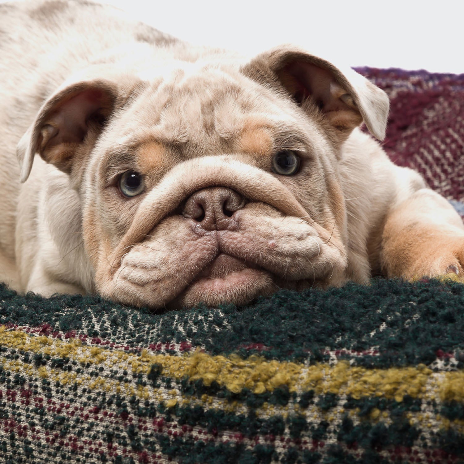 Französische Bulldogge Hund Maulkorb Für Französische Bulldogge