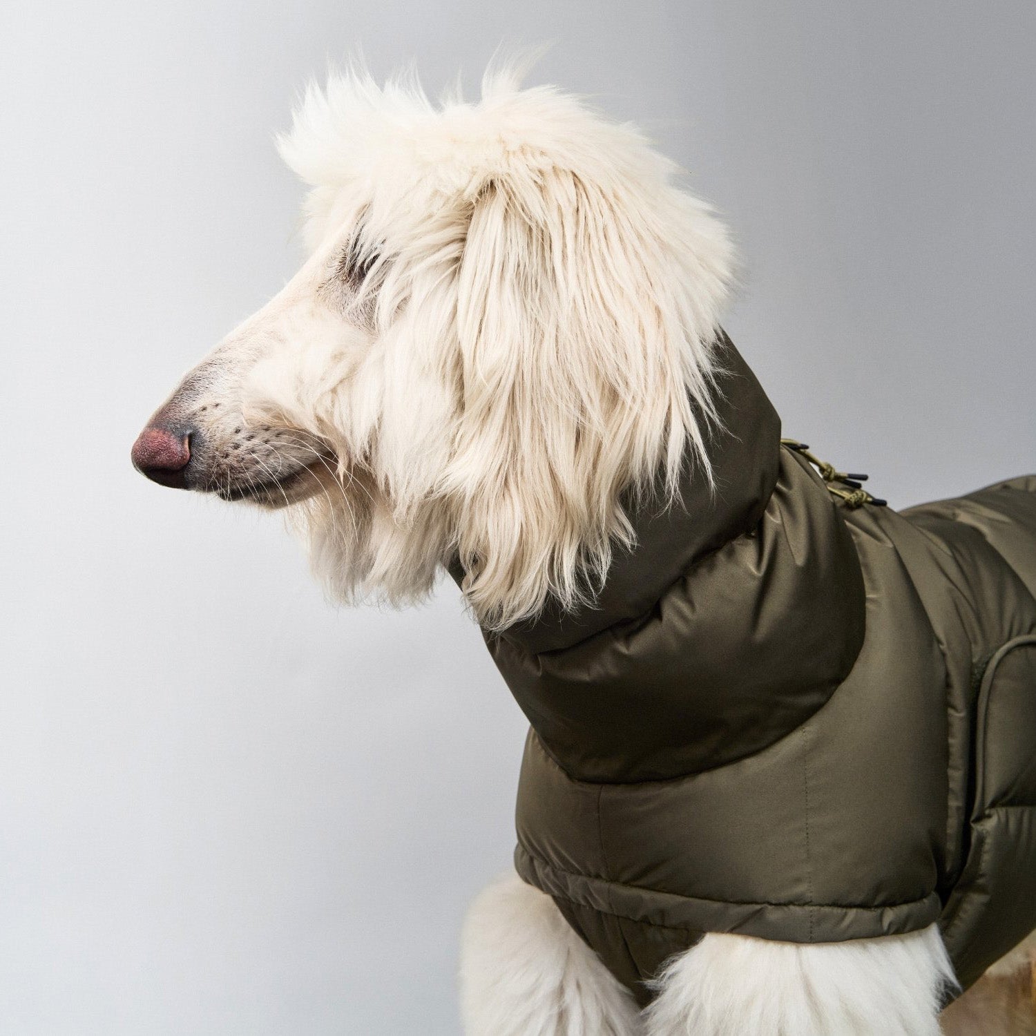 Sighthound Dog Coat Alaska | CLOUD7