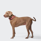 C-1 Martingale Collar AKTIV Softshell Aubergine/Soft Rose