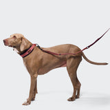 C-1 Martingale Collar AKTIV Softshell Aubergine/Soft Rose