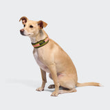 C-1 Martingale Collar Air-Mesh AKTIV Neon Green/Peach