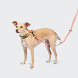 C-1 Martingale Collar Air-Mesh AKTIV Neon Green/Peach