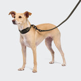 C-1 Martingale Collar AKTIV Softshell Olive