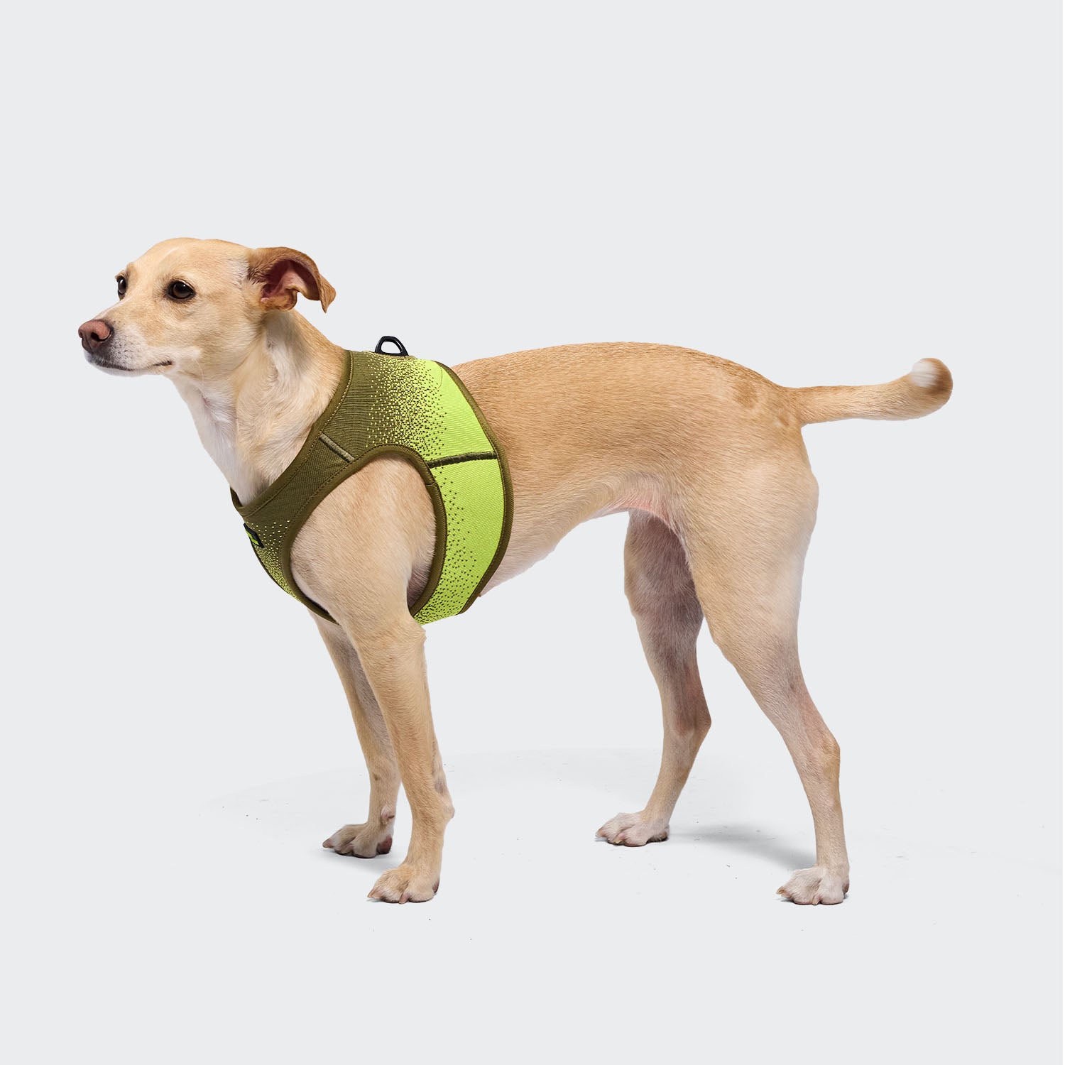 CLOUD7_ Ein hellbrauner Hund trägt ein V-3-Westengeschirr „AKTIV Knit“ in den Farben Khaki/Neongrün, steht vor einem schlichten grauen Hintergrund, blickt leicht nach links, die Ohren sind aufgerichtet und der Schwanz ist gesenkt.