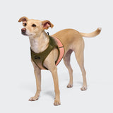 CLOUD7_ Ein hellbrauner Hund, der ein V-3 Westengeschirr AKTIV Knit in den Farben Khaki/Pfirsich trägt, steht vor einem hellgrauen Hintergrund und blickt aufmerksam nach links.