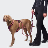 Y-2 Harness AKTIV Aubergine/Soft Rose