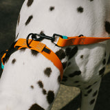 dog wearing collar and leash Ipanema in orange with aqua blue details