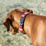 dog wearing Ipanema dog collar in colour magenta