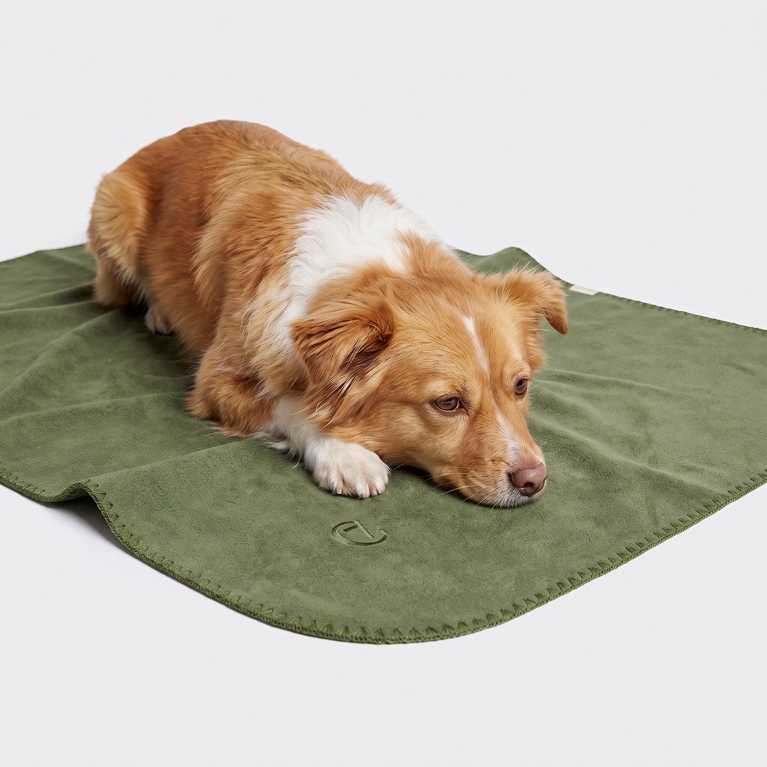 CLOUD7_ Ein braun-weißer Hund liegt entspannt auf einer Hundedecke aus Fleece in Moosgrün. Der Hintergrund ist einfarbig weiß.