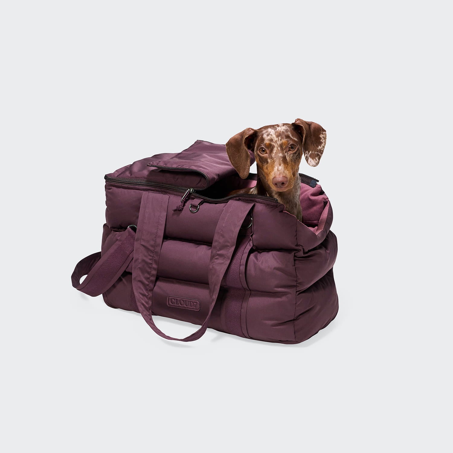 Vor einem schlichten hellgrauen Hintergrund sitzt ein braun-weißer Welpe in der „Hundetasche Montreal 2.0 Aubergine“, einer violetten, gepolsterten Tasche mit Tragegriffen, die gleichzeitig als gemütliche Tragetasche für kleine Hunde dient.