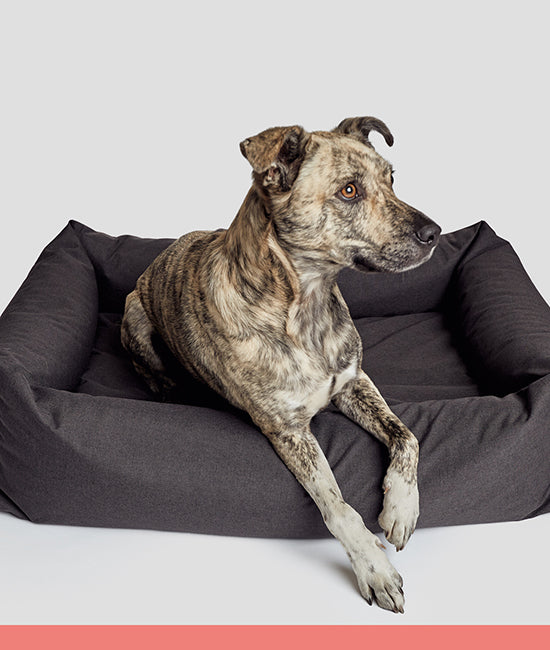 all outdoor dog beds category link image