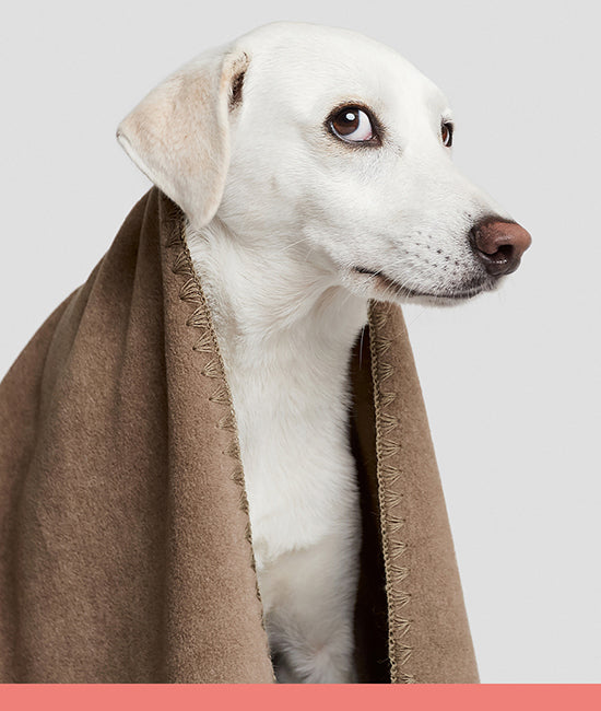 all dog blankets category link image