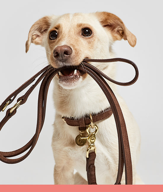 all dog leashes category link image