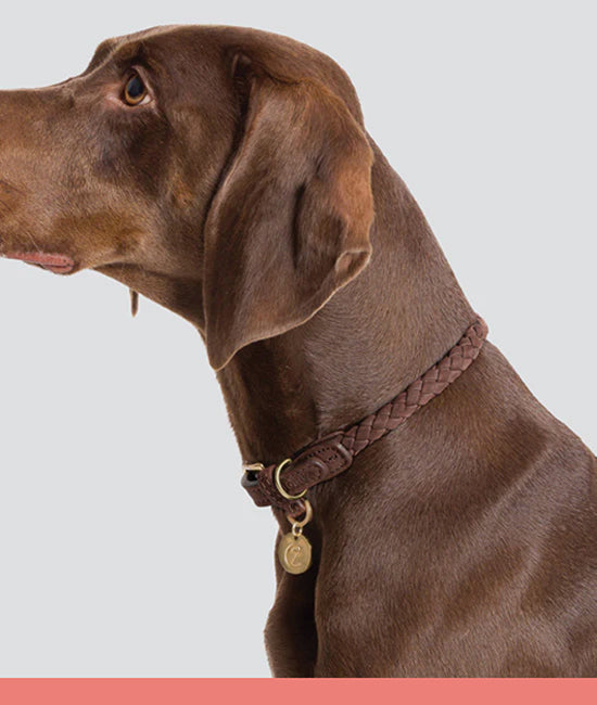all dog collars category link image