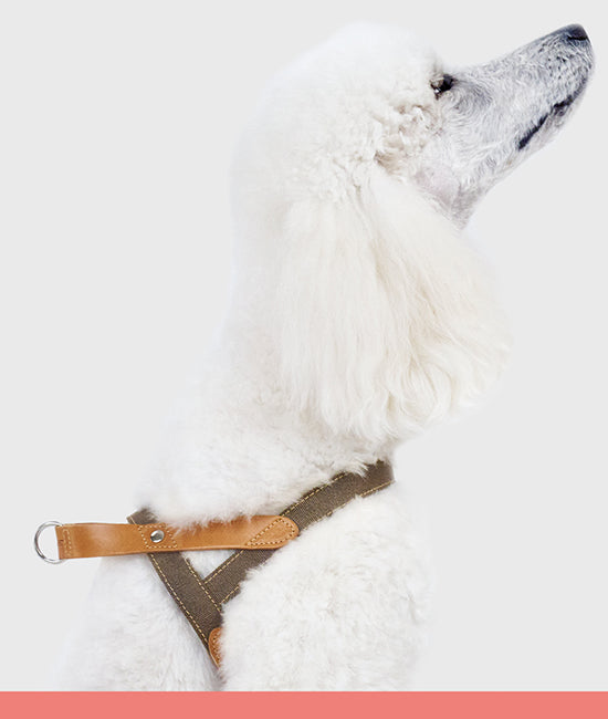 all dog harnesses category link image